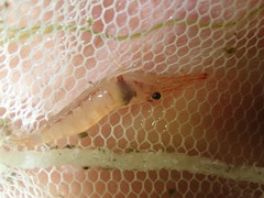 Macrobrachium nipponense