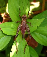 Eneopterinae