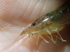 Caridina typus