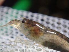 Caridina typus
