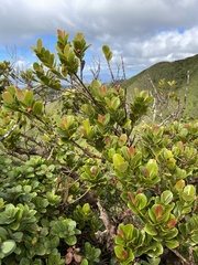 Syzygium sandwicense