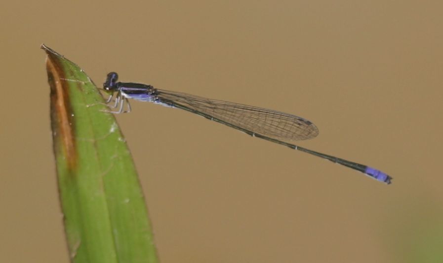 Indian Violet Dartlet