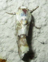 Acontia transfigurata