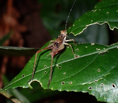 Nisitrus