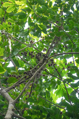 Aristolochia acuminata, photograph Cheongweei Gan, CC BY, iNaturalist via GBIF