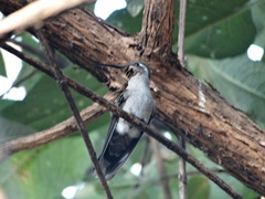 Lampornis clemenciae