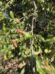 Quercus agrifolia