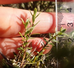 Veronica pimeleoides