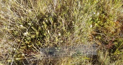 Veronica pimeleoides