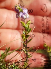 Veronica pimeleoides