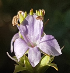 Veronica pimeleoides