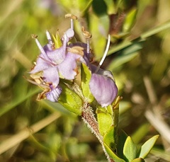 Veronica pimeleoides