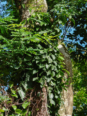 Aristolochia acuminata