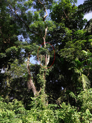 Aristolochia acuminata