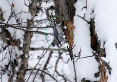 Sitta europaea albifrons