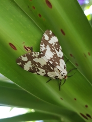 Lymantria atemeles