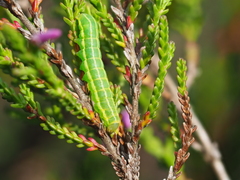 Lycophotia molothina