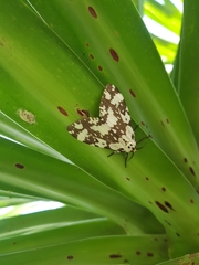 Lymantria atemeles