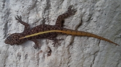 Cnemaspis mysoriensis