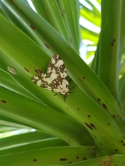 Lymantria atemeles