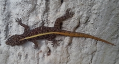 Cnemaspis mysoriensis
