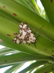 Lymantria atemeles