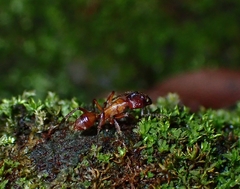 Odontoponera transversa