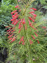 Russelia equisetiformis