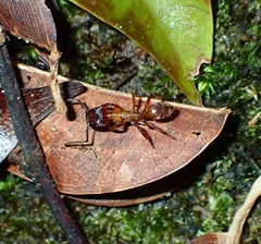 Odontoponera transversa