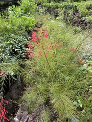 Russelia equisetiformis