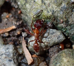 Odontoponera transversa