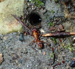 Odontoponera transversa