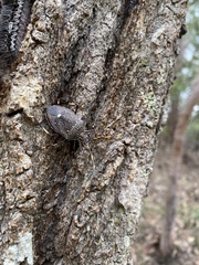 Poecilometis strigatus