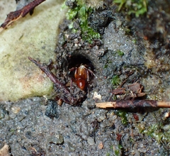 Odontoponera transversa