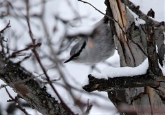 Sitta europaea albifrons