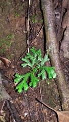 Selaginellaceae