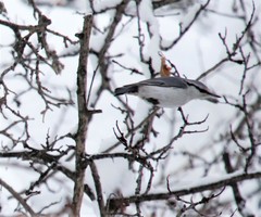 Sitta europaea albifrons
