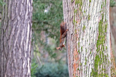 Sciurus vulgaris