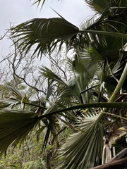 Pritchardia martii