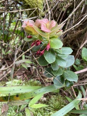 Vaccinium dentatum