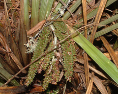 Astelia microsperma