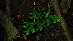Selaginellaceae