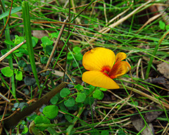 Bossiaea cordigera