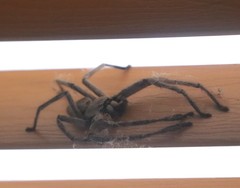 Isopeda canberrana