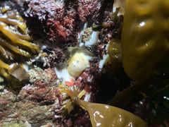 Cadlina modesta