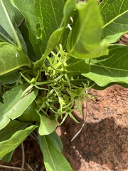 Pygmaeothamnus zeyheri