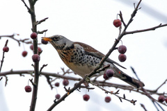 Turdus pilaris
