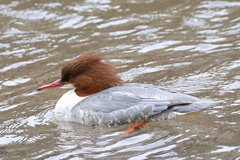Mergus merganser