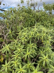 Coprosma longifolia