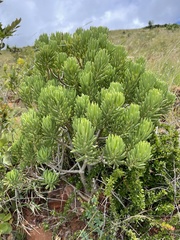 Senecio barbertonicus